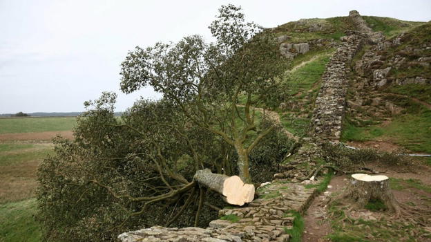 Inghilterra: l’albero del film "Robin Hood – Principe dei ladri" non c’è più