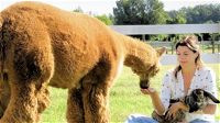 Rinuncia al contratto a tempo indeterminato per allevare alpaca