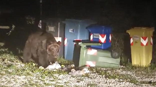 L’orsa Gemma causa problemi in Abruzzo, rovescia cassonetti e ruba il cibo per le galline