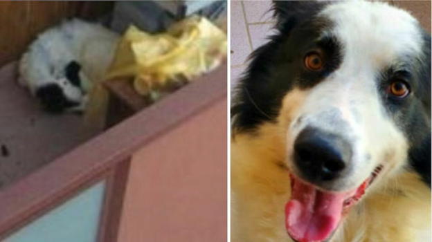Cane abbandonato per mesi sul balcone, salvato dalle guardie zoofile