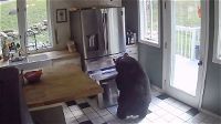 USA: orso entra in una casa, apre il freezer e ruba le lasagne surgelate