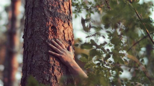 Terapia delle foreste, il bagno nel bosco per curare ansia e asma