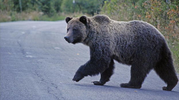 Un orso entra nel giardino di una casa, causando il panico tra i residenti