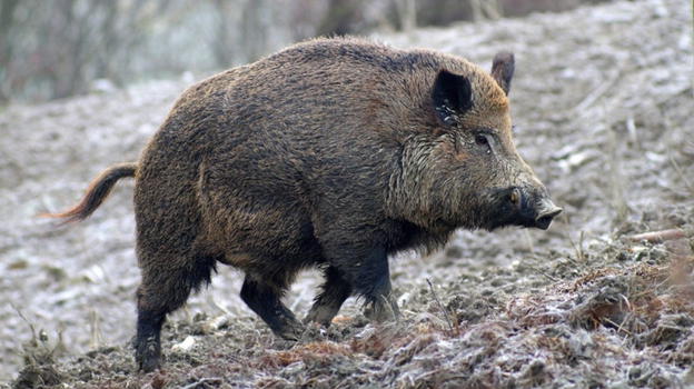 Roccadaspide, cinghiale ferisce gravemente un cacciatore