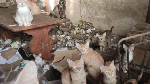 Roma, quasi 50 gatti chiusi in un appartamento di 80 metri quadri