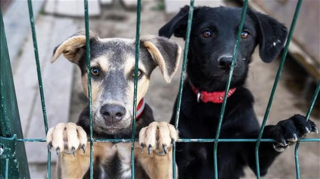 Comune di Pescara, contributo di 1.100€ a chi adotta un cane al canile
