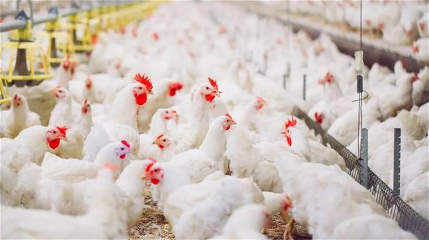 Staccano la corrente per rubare rame: 240mila polli muoiono per mancanza di aria