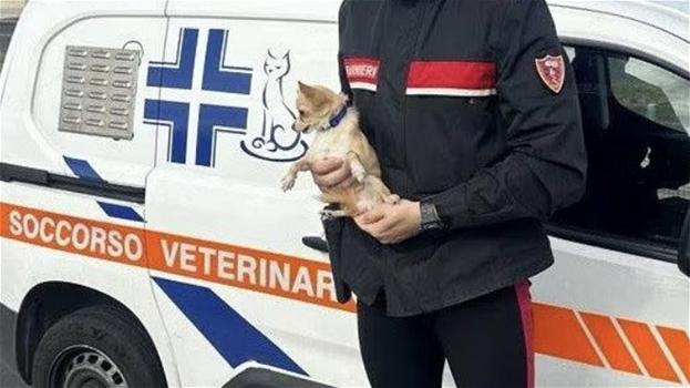 Chihuahua lasciato da solo in auto: salvato dai Carabinieri