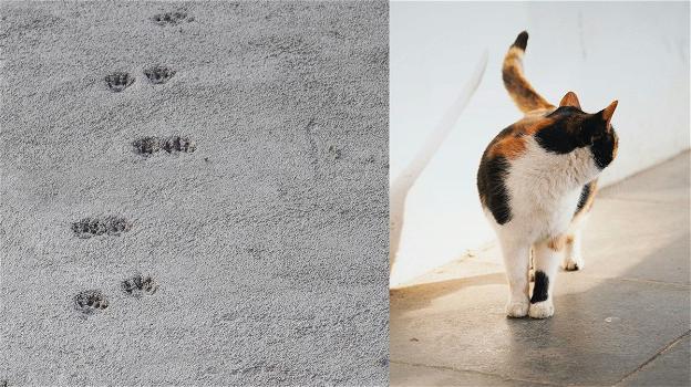 Toglie la vita ad un gatto perché ha camminato sul cemento fresco