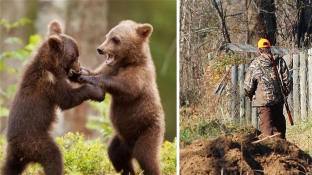 Abruzzo, stop alla caccia dei cinghiali fino a gennaio per salvaguardare i cuccioli dell’orsa Amarena