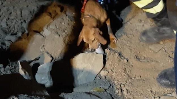 Cortino: la cagnolina Bruna è stata salvata, ma purtroppo Briciola non ce l’ha fatta