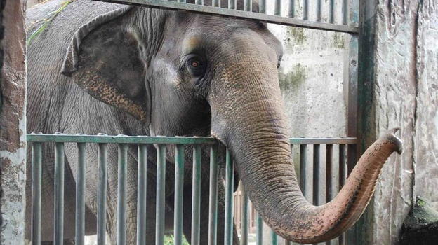 Mali, l’elefantessa più triste al mondo, muore da sola in cattività