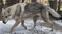 Cacciatore scambia un cane per un lupo selvatico e lo colpisce con la carabina davanti alla padrona
