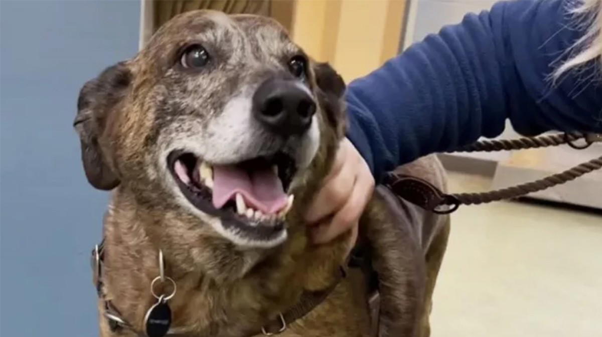 Ajax, il cane che ha vegliato per giorni il corpo del suo proprietario: "Ora è stato adottato ed è di nuovo felice"