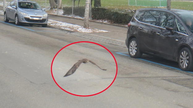 Zurigo, un falco "fotografato" da un autovelox mentre superava i limiti di velocità