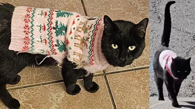 L’enigma del gatto Papa Legba: ogni volta che esce di casa, torna indossando un maglioncino diverso