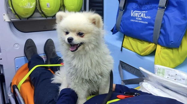 Uomo colpito da malore, il cane vuole andare con lui in ambulanza