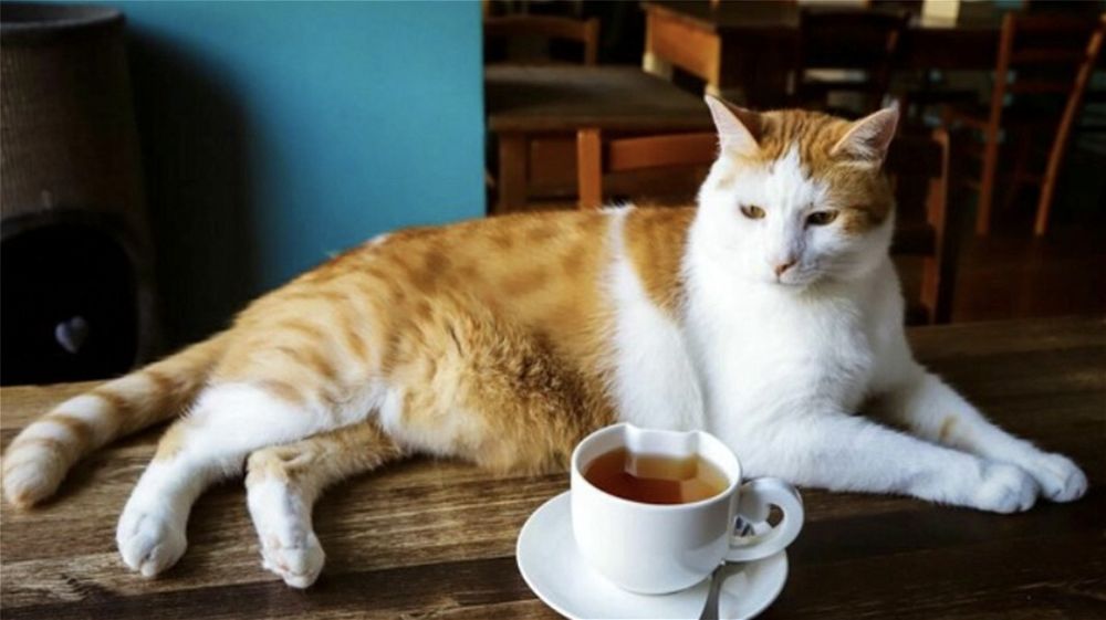 Cat Café, il locale fiorentino dove i gatti sono i padroni di casa