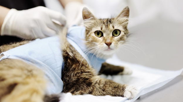 Vendetta di San Valentino, i gatti sterilizzati possono ricevere il nome dell’ex