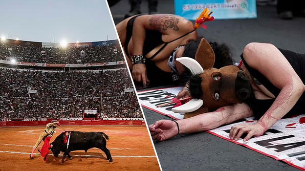 Riparte la corrida in Messico: in un giorno già 6 i tori deceduti