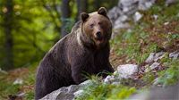 Trentino, via libera dall’Ispra all’abbattimento dell’orso M90