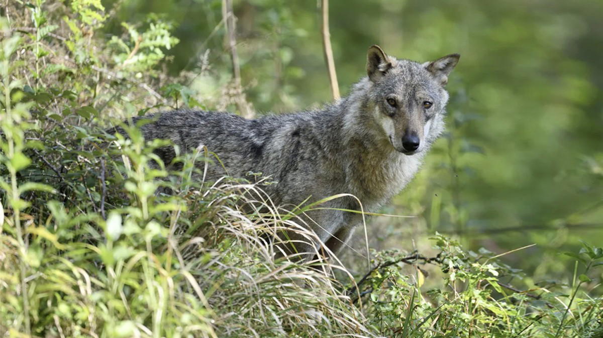 Povo, incontro ravvicinato con un lupo mentre porta a spasso il cane