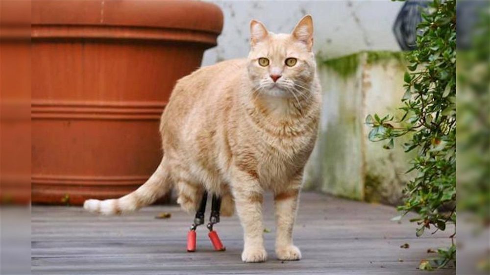 Vituzzo, il gatto bionico: amato sui social per le sue zampine metalliche