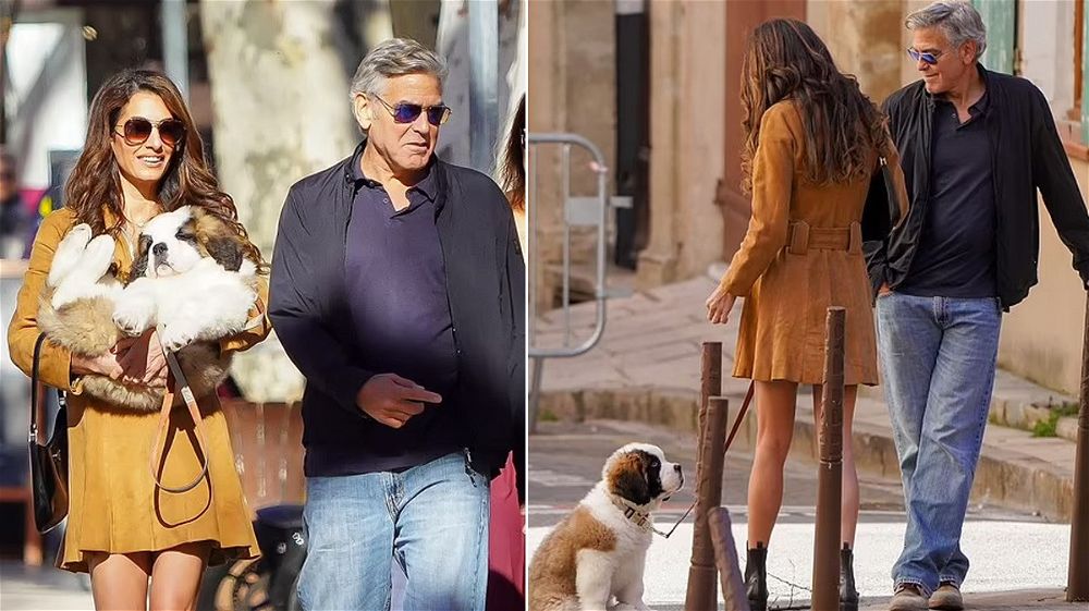 George Clooney regala un cucciolo di San Bernardo ad Amal