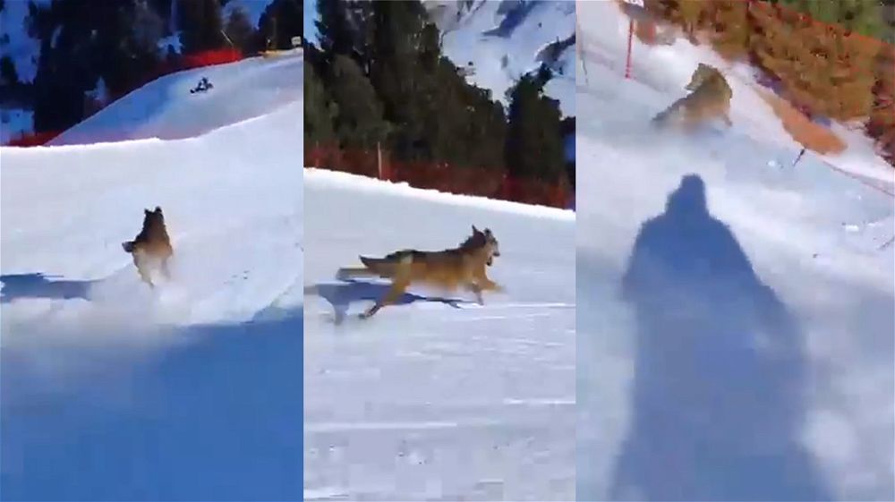 Sciatore insegue lupo sulla pista per divertimento: l’animale finisce contro le reti protettive