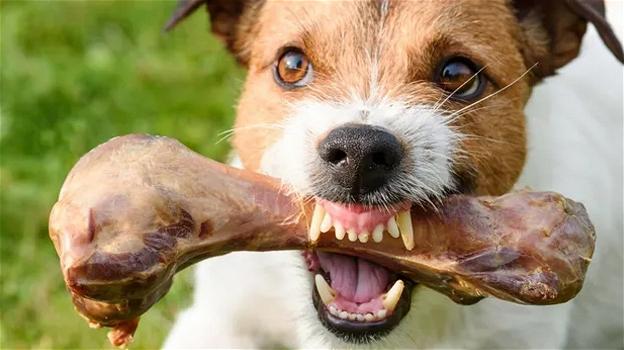 Germania: cane stacca a morsi e mangia il pene del padrone