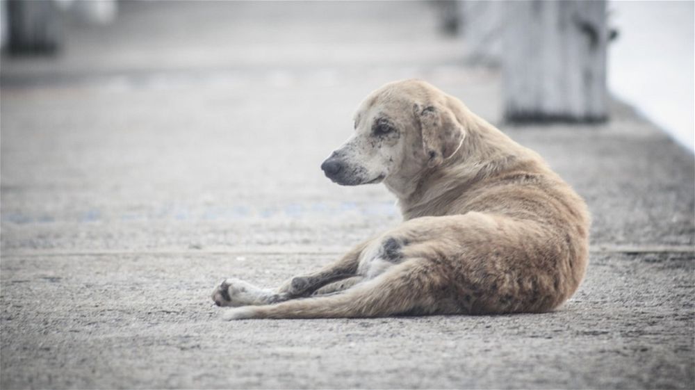 Nel Casertano è record di abbandono di cani a causa del costo delle cure