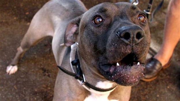 Pitbull azzanna altro cane e suo proprietario, l’uomo finisce in ospedale