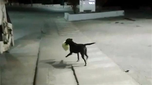 Il cane randagio che aiuta i netturbini a raccogliere i rifiuti