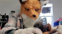 USA: veterinaria indossa i panni di volpe rossa per allattare un cucciolo