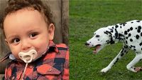 USA: sbranato dal cane di famiglia nel giorno del suo primo compleanno