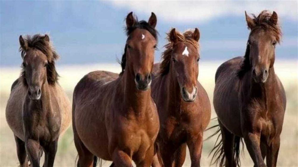Abbattuti quattro cavalli in fuga da giorni