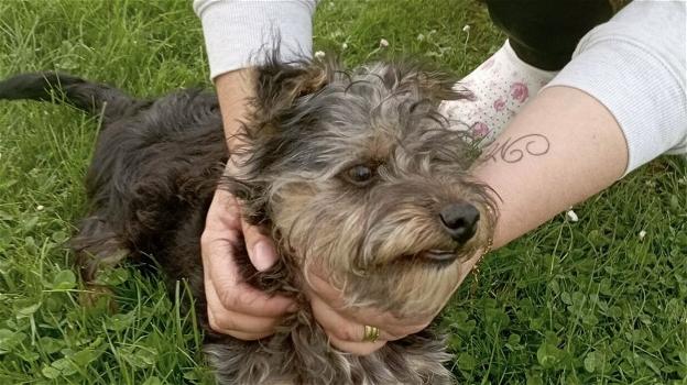 Salvato cucciolo di Yorkshire chiuso in una busta e gettato per strada: si chiamerà Pasqualino