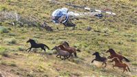 Australia, migliaia di cavalli bersagliati dai cecchini: "È per proteggere l’ambiente"