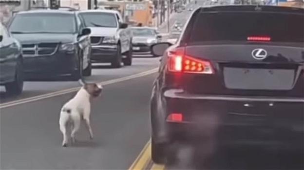 USA, cane rincorre l’auto del padrone dopo l’abbandono