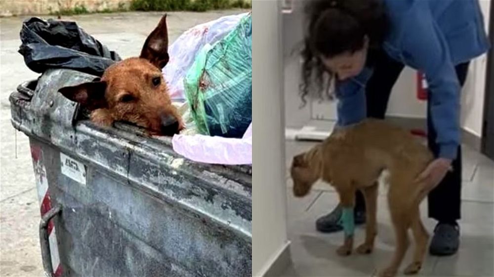 Palermo, cane preso a picconate e abbandonato in un cassonetto