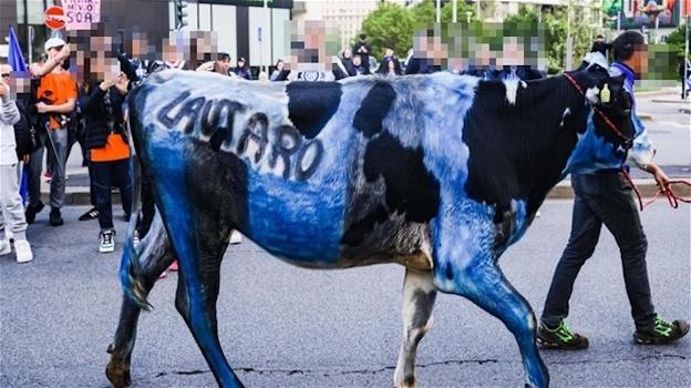 Alla festa scudetto dell’Inter una mucca imbrattata e trascinata per le strade