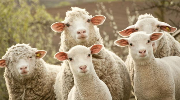 Quattro pecore iscritte a scuola per non far chiudere la classe