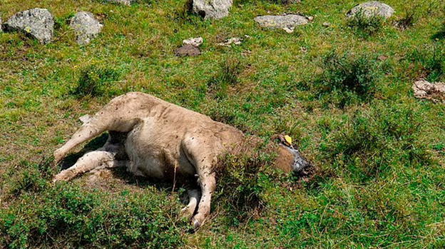 USA, contrae l’antrace trattando carne di agnello contaminata