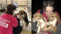 UK, salvano 20 cuccioli da un laboratorio: 18 animalisti denunciati