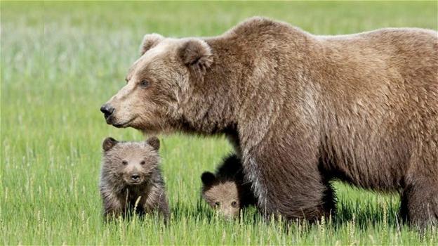 Trento, insegue un’orsa e i cuccioli per fare un video: denuncia dell’Enpa