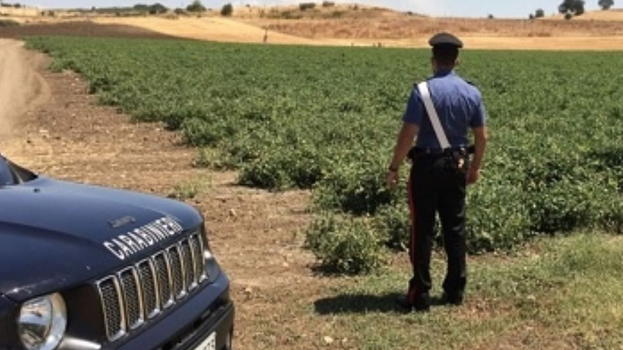 Crotone, crolla a terra mentre lavora in campagna sotto il sole: muore 42enne