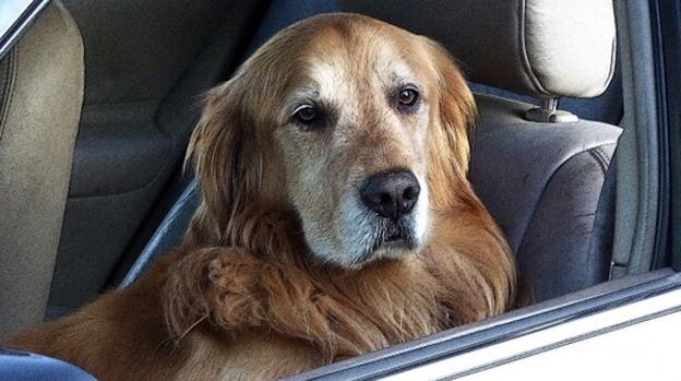 Gorizia, lasciano il cane in auto al sole: "Erano a farsi l’aperitivo"