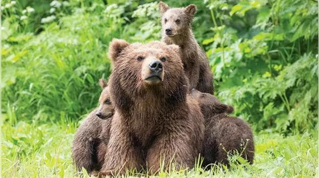 Abbattuto l’orso Mj1 per ordine di Fugatti