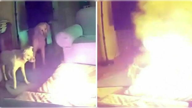 Cane gioca e morde una power bank che dà origine ad un incendio in casa