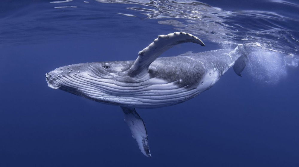 Perché le balene sono innocue per l’uomo? La risposta sta nella loro conformazione fisica